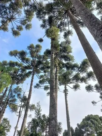 Araucárias